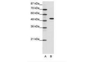 SPIB antibody  (C-Term)