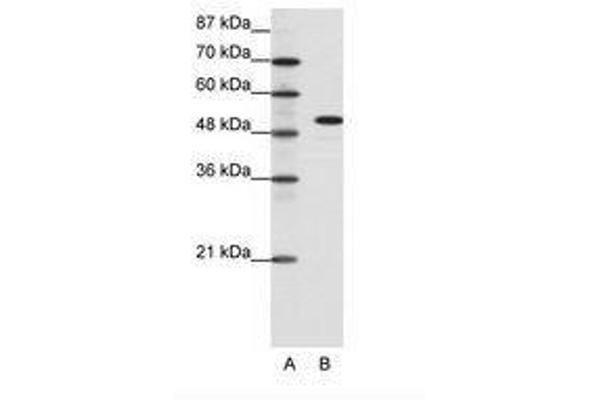 SPIB Antikörper  (C-Term)