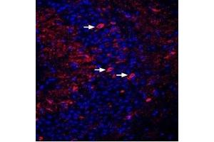 Expression of DPP6 in mouse hippocampus - Immunohistochemical staining of perfusion-fixed frozen mouse brain sections using Anti-DPP6 (extracellular) Antibody (ABIN7043098, ABIN7045042 and ABIN7045043), (1:400), followed by donkey anti-rabbit-Cy3 antibody (red). (DPP6 抗体  (C-Term, Extracellular))
