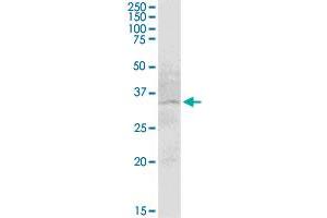 Western Blotting (WB) image for anti-Solute Carrier Family 12 (Potassium-Chloride Transporter) Member 7 (SLC12A7) (AA 1-266) antibody (ABIN948982)