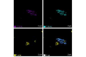 Immunofluorescence staining of human appendix tissue sample. (Recombinant CD56 抗体  (Extracellular Domain) (Atto 565))