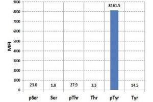 Luminex analysis of the recombinant Phosphotyrosine antibody reaction against phosphorylated or non-phosphorylated Serine, Threonine, and Tyrosine.