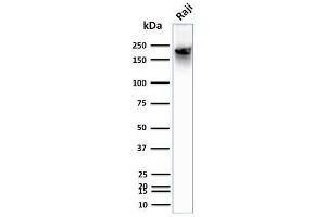Western Blot Analysis of human Raji cell lysate using CD45RB Mouse Monoclonal Antibody (BRA-11). (CD45 抗体)