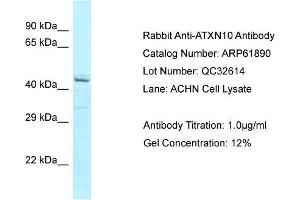Western Blotting (WB) image for anti-Ataxin 10 (ATXN10) (C-Term) antibody (ABIN2788939) (Ataxin 10 抗体  (C-Term))