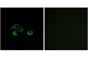 Immunofluorescence (IF) image for anti-Olfactory Receptor, Family 2, Subfamily Z, Member 1 (OR2Z1) (AA 201-250) antibody (ABIN2890994) (OR2Z1 抗体  (AA 201-250))