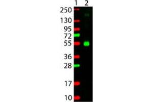 Image no. 1 for Goat anti-Monkey IgG antibody (Rhodamine) (ABIN301157) (山羊 anti-猴 IgG Antibody (Rhodamine))