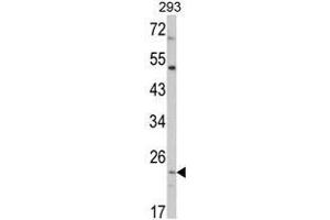 Western blot analysis of ATP5O Antibody (N-term) in 293 cell line lysates (35ug/lane). (ATP5O 抗体  (N-Term, Subunit O))
