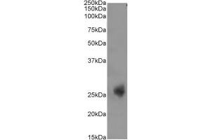 Western Blot using anti-CD3E antibody YTH 12. (Recombinant CD3 epsilon 抗体)