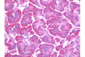 anti-SAR1 Homolog B (SAR1B) antibody