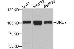 Western blot analysis of extracts of various cell lines, using BRD7 antibody (ABIN5971285) at 1/1000 dilution. (BRD7 抗体)
