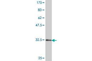 Western Blot detection against Immunogen (36. (PKC gamma 抗体  (AA 260-351))