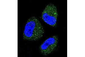 Confocal immunofluorescent analysis of HS Antibody (ABIN388133 and ABIN2846370) with NCI- cell followed by Alexa Fluor 488-conjugated goat anti-rabbit lgG (green).