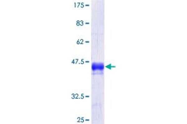 PTPRJ Protein (AA 38-137) (GST tag)