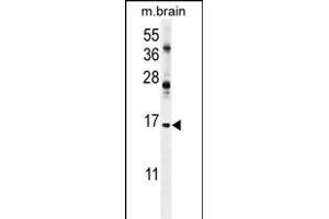 ENSA Antibody (Center) (ABIN654413 and ABIN2844151) western blot analysis in mouse brain tissue lysates (35 μg/lane). (Ensa 抗体  (AA 39-66))