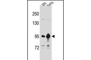 CTNNB1 Antibody (C-term) A western blot analysis in 293,T47D cell line lysates (35 μg/lane). (CTNNB1 抗体  (C-Term))