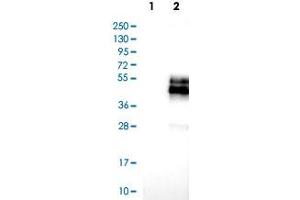 Western Blot analysis of Lane 1: negative control (vector only transfected HEK293T cell lysate) and Lane 2: over-expression lysate (co-expressed with a C-terminal myc-DDK tag in mammalian HEK293T cells) with NPDC1 polyclonal antibody . (NPDC1 抗体)