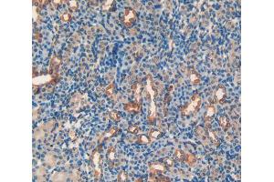 IHC-P analysis of Mouse Kidney Tissue, with DAB staining. (APOH 抗体  (AA 21-345))