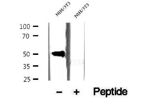 Western blot analysis of extracts of NIH/3T3 cells, using CREST antibody. (SS18L1 抗体)