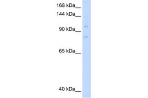 Western Blotting (WB) image for anti-Minichromosome Maintenance Deficient 8 (MCM8) antibody (ABIN2461401) (MCM8 抗体)