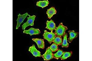 Immunofluorescence analysis of HL-7702 cells using KDM1A mouse mAb (green). (LSD1 抗体  (AA 55-263))