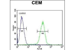 C10orf78 Antibody (N-term) (ABIN655032 and ABIN2844664) flow cytometric analysis of CEM cells (right histogram) compared to a negative control cell (left histogram). (SFR1 抗体  (N-Term))