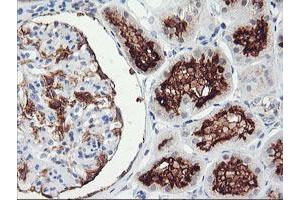 Image no. 6 for anti-Regulator of G-Protein Signaling 16 (RGS16) antibody (ABIN1500688)