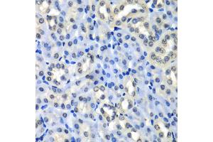 Immunohistochemistry of paraffin-embedded mouse kidney using H2AFZ antibody (ABIN5973977) at dilution of 1/100 (40x lens). (H2AFZ 抗体)