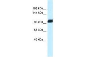 Image no. 1 for anti-Zinc Fingers and Homeoboxes 1 (ZHX1) (AA 780-829) antibody (ABIN6747464) (ZHX1 抗体  (AA 780-829))