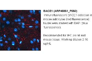 Image no. 3 for anti-Beta-secretase 1 (BACE1) (N-Term) antibody (ABIN2782766) (BACE1 抗体  (N-Term))