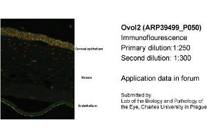 Image no. 2 for anti-Ovo-Like 2 (OVOL2) (N-Term) antibody (ABIN2781151) (OVOL2 抗体  (N-Term))