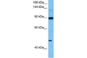 Host:  Mouse  Target Name:  HIF1A  Sample Tissue:  Mouse Testis  Antibody Dilution:  1ug/ml