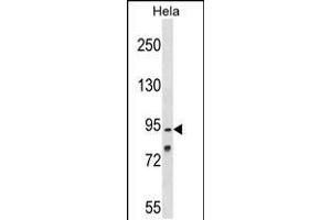 Western blot analysis in Hela cell line lysates (35ug/lane). (OSBPL1A 抗体  (C-Term))
