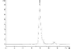 Size-exclusion chromatography-High Pressure Liquid Chromatography (SEC-HPLC) image for Fc Fragment of IgG, Low Affinity IIb, Receptor (CD32) (FCGR2B) (AA 46-217) protein (His-Avi Tag,Biotin) (ABIN7274289)