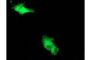 Anti-BECN1 mouse monoclonal antibody (ABIN2454394) immunofluorescent staining of COS7 cells transiently transfected by pCMV6-ENTRY BECN1 (RC201629). (Beclin 1 抗体)