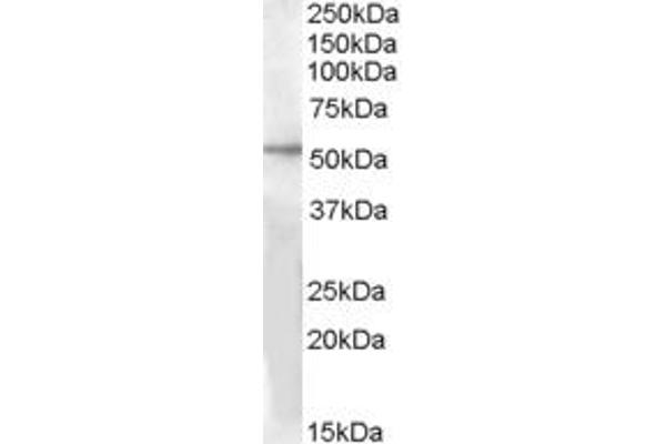 GPR142 抗体  (Internal Region)