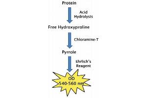 Image no. 2 for Hydroxyproline Assay Kit (ABIN5067614)