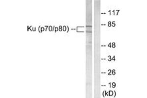 Western blot analysis of extracts from LOVO cells, using Ku70/80 Antibody. (Ku70/80 (AA 683-732) 抗体)
