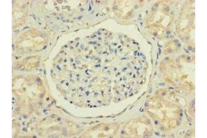 Immunohistochemistry of paraffin-embedded human kidney tissue using ABIN7161731 at dilution of 1:100 (NPC2 抗体  (AA 20-151))