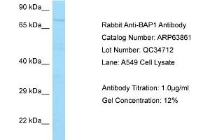 Western Blotting (WB) image for anti-BRCA1 Associated Protein-1 (Ubiquitin Carboxy-terminal Hydrolase) (BAP1) (C-Term) antibody (ABIN970181) (BAP1 抗体  (C-Term))