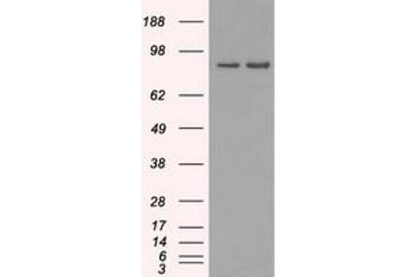 SCYL3 antibody