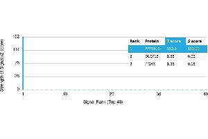 Protein Array (PAr) image for anti-Protein Phosphatase 1, Regulatory (Inhibitor) Subunit 1B (PPP1R1B) antibody (ABIN7456009) (DARPP32 抗体)