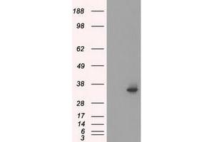 HEK293T cells were transfected with the pCMV6-ENTRY control (Left lane) or pCMV6-ENTRY SRR (Right lane) cDNA for 48 hrs and lysed. (SRR 抗体)