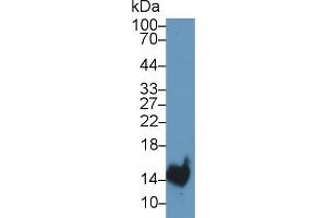 Western Blot; Sample: Rat Stomach lysate; Primary Ab: 1µg/ml Rabbit Anti-Rat TFF2 Antibody Second Ab: 0. (Trefoil Factor 2 抗体  (AA 27-129))