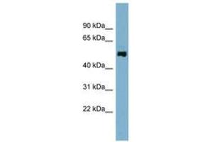 Image no. 1 for anti-STAM Binding Protein-Like 1 (STAMBPL1) (N-Term) antibody (ABIN6743273) (STAMBPL1 抗体  (N-Term))