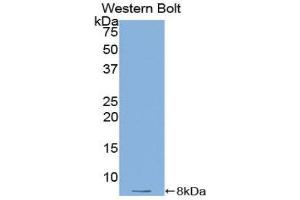 Western Blotting (WB) image for anti-Thymosin beta-4 (TMSB4X) (AA 1-44) antibody (ABIN1078567) (TMSB4X 抗体  (AA 1-44))