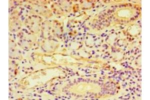 Immunohistochemistry of paraffin-embedded human pancreatic tissue using ABIN7145570 at dilution of 1:100 (NDST1 抗体  (AA 40-556))