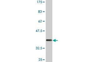 Western Blot detection against Immunogen (36. (LAIR1 抗体  (AA 188-287))