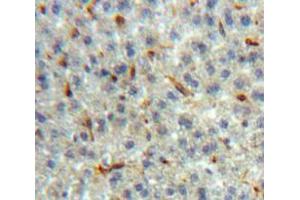 IHC-P analysis of Liver tissue, with DAB staining. (LPO 抗体)