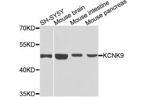 Western blot analysis of extracts of various cells, using KCNK9 antibody. (KCNK9 抗体)