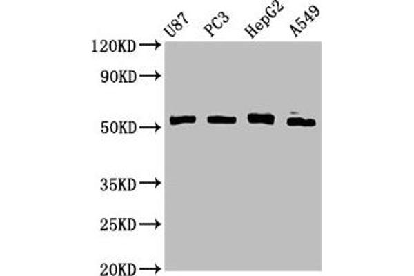 PPP2R2D Antikörper  (Regulatory Subunit B)